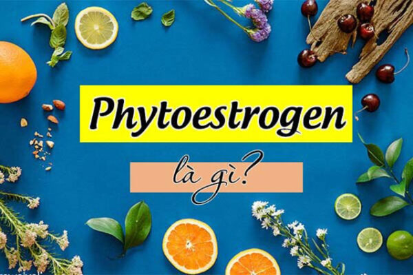 Phytoestrogen là gì? 